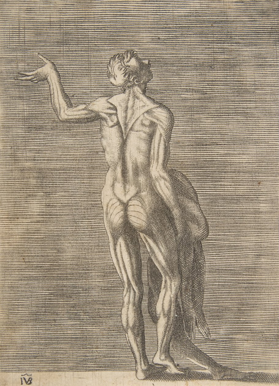 Gevilde man met linkerhand op heup, huid in rechterhand, ca. 1531-76 door Giulio Bonasone