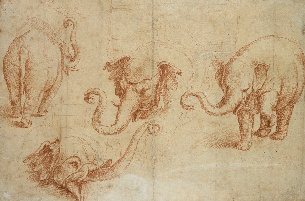 Vier studies van een olifant door Giulio Romano