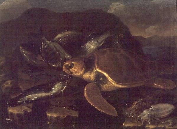 Stilleven met een vis en een schildpad door Giuseppe Recco