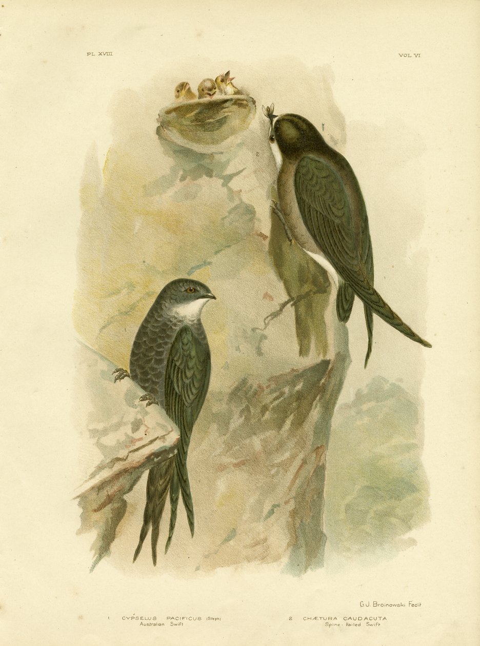 Australische gierzwaluw of vorkstaartgierzwaluw, 1891 door Gracius Broinowski