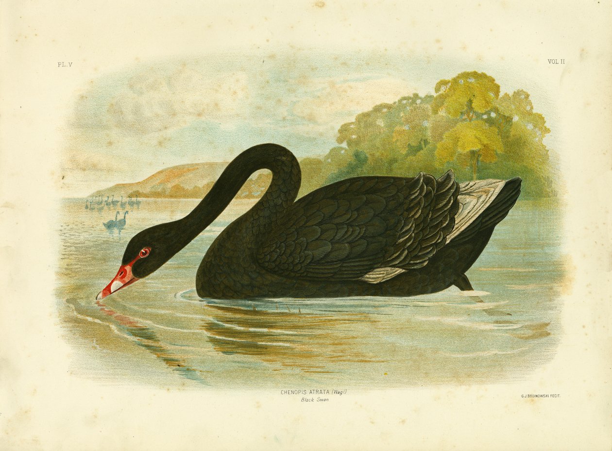 Zwarte Zwaan, 1891 door Gracius Broinowski