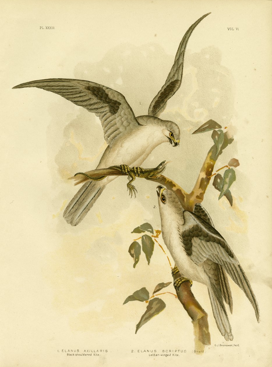 Zwartschouderwouw, 1891 door Gracius Broinowski