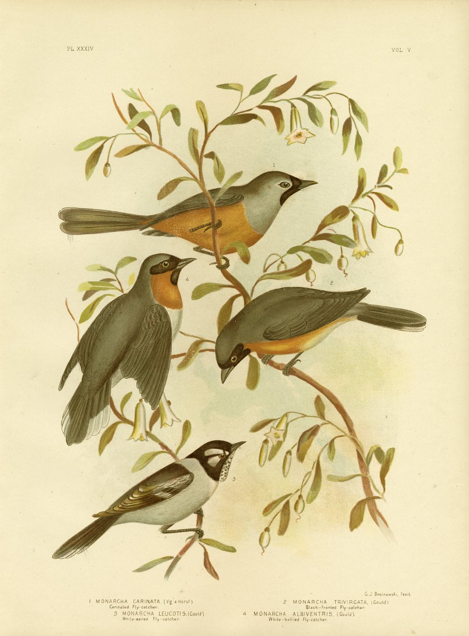 Carinated Flycatcher of Zwart-Gezicht Monarch, 1891 door Gracius Broinowski