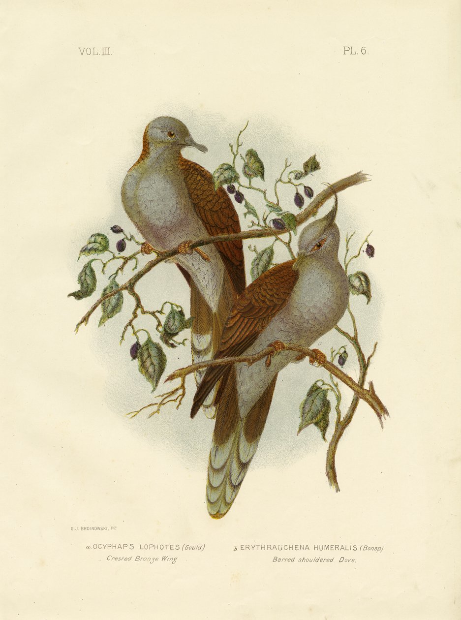 Gekuifde bronzen vleugel of gekuifde duif, 1891 door Gracius Broinowski