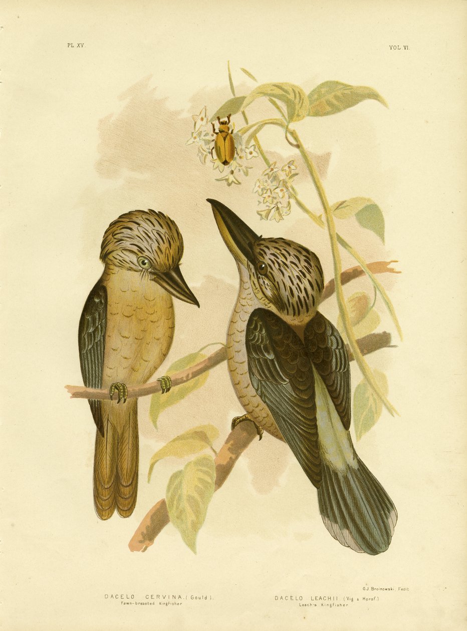 Bruinborst IJsvogel, 1891 door Gracius Broinowski