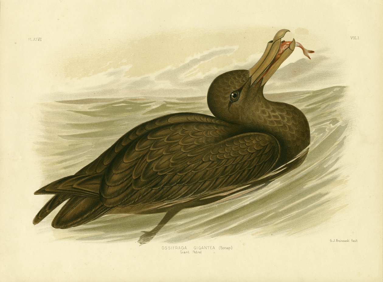 Reuzenstormvogel, 1891 door Gracius Broinowski