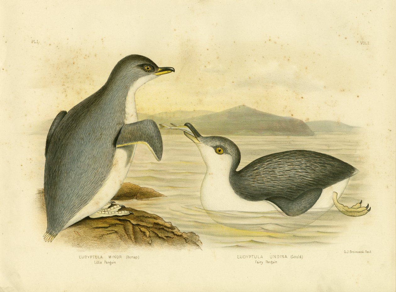 Kleine Pinguïn, 1891 door Gracius Broinowski