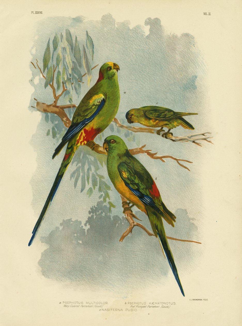 Veelkleurige Parkiet, 1891 door Gracius Broinowski