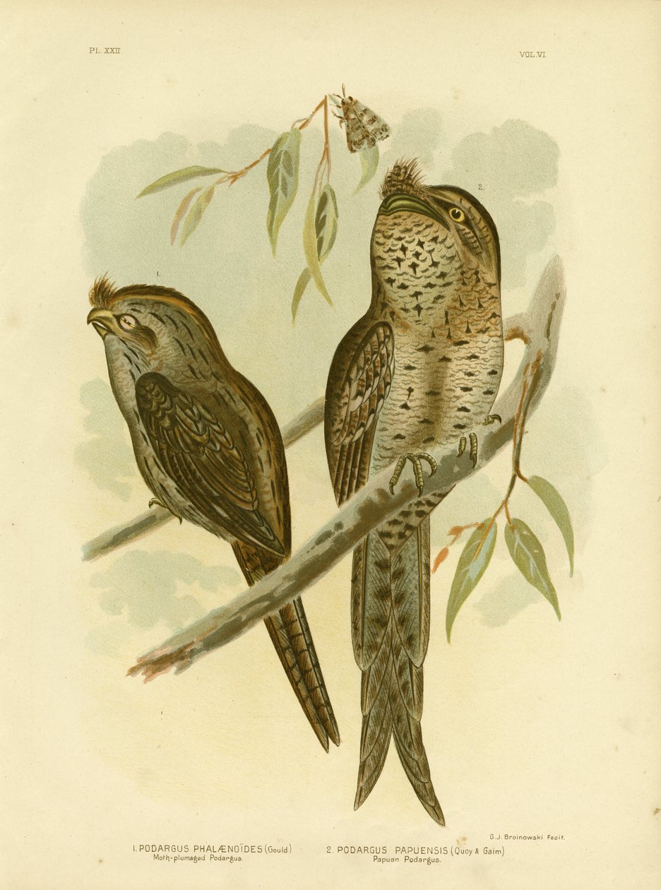 Moth-Plumaged Podargus, 1891 door Gracius Broinowski