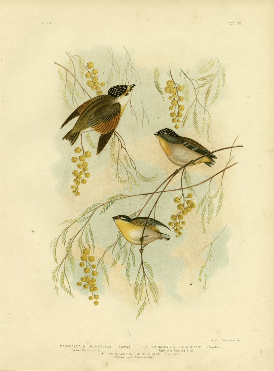 Gevlekte Diamantvogel of Gevlekte Pardalote, 1891 door Gracius Broinowski