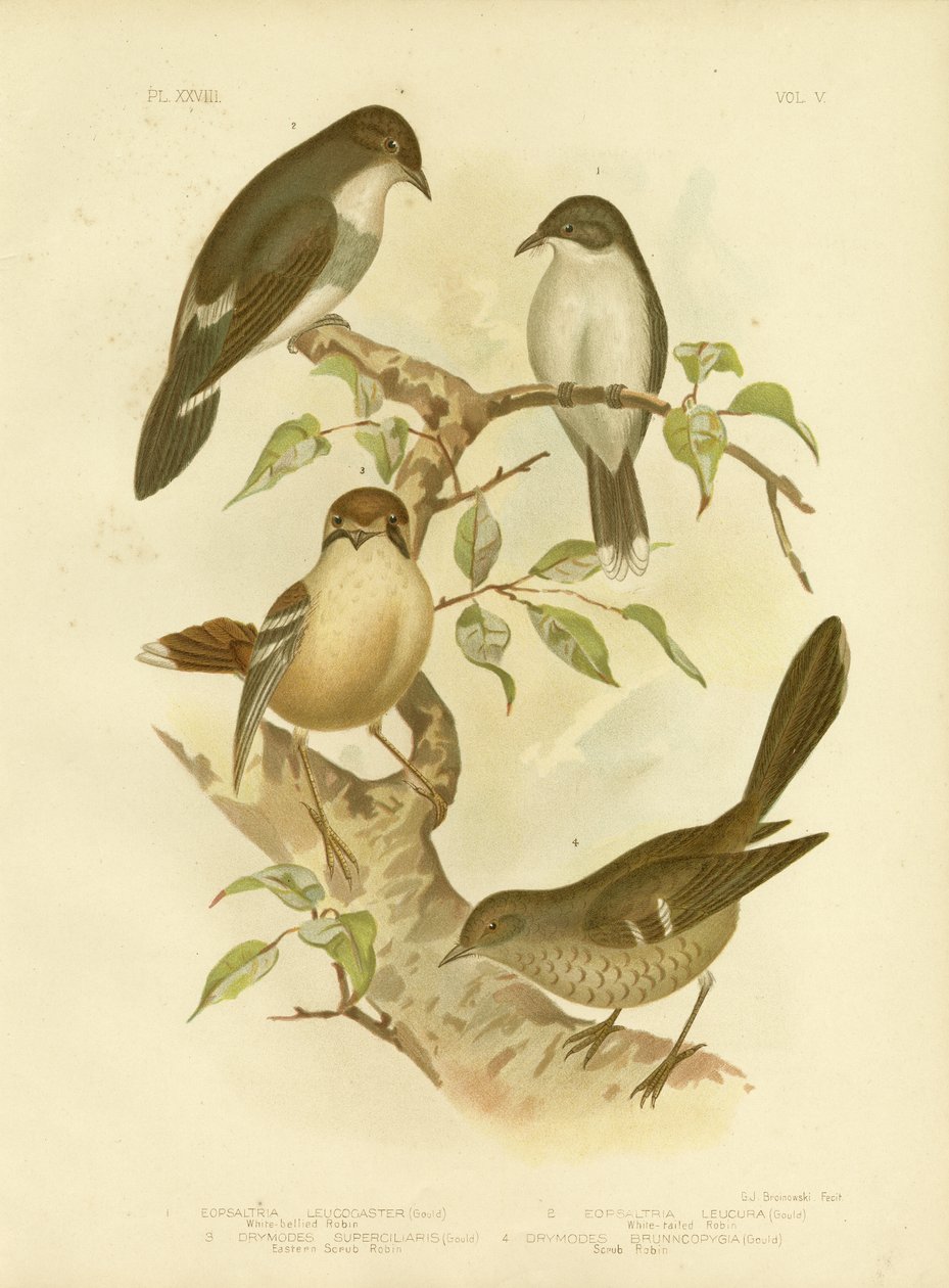 Witbuikrobin, 1891 door Gracius Broinowski