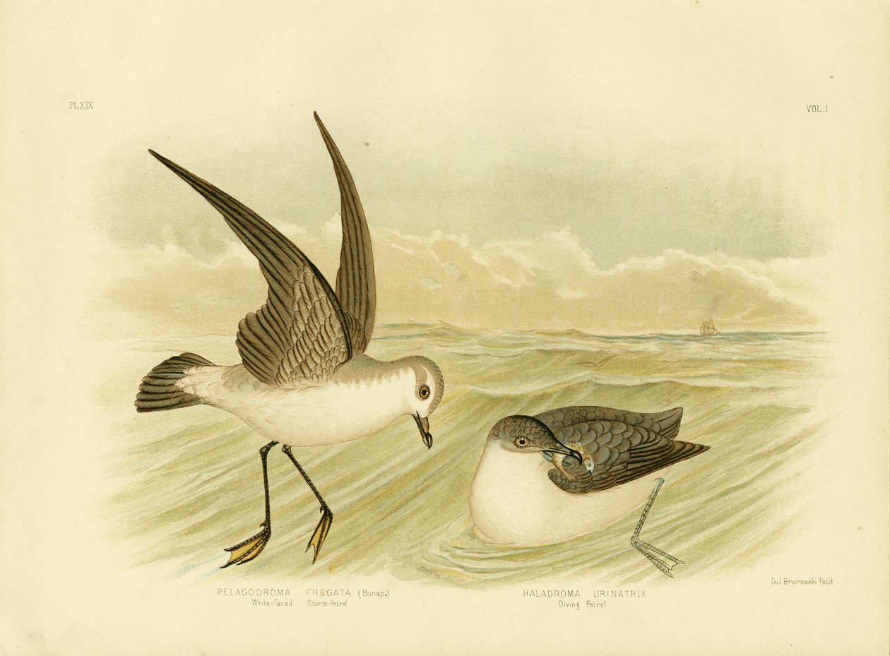 Witwangstormvogel, 1891 door Gracius Broinowski