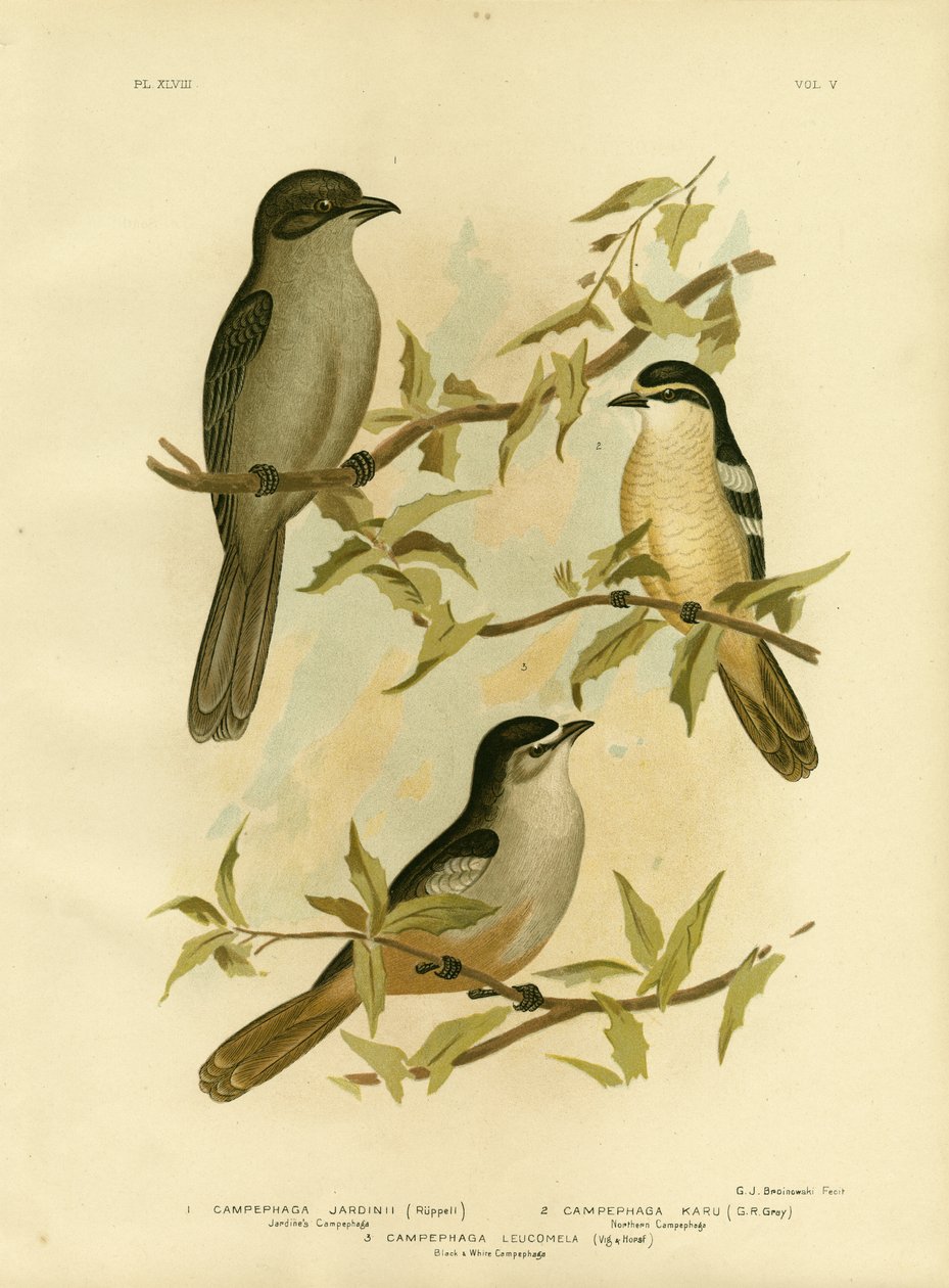Jardines Campephaga of gewone cicadevogel, 1891 door Gracius Broinowski