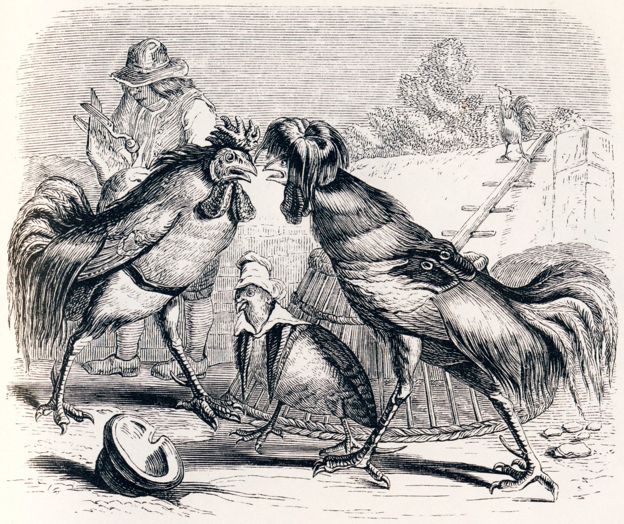 De patrijs en de twee hanen - Fabels van La Fontaine door Grandville