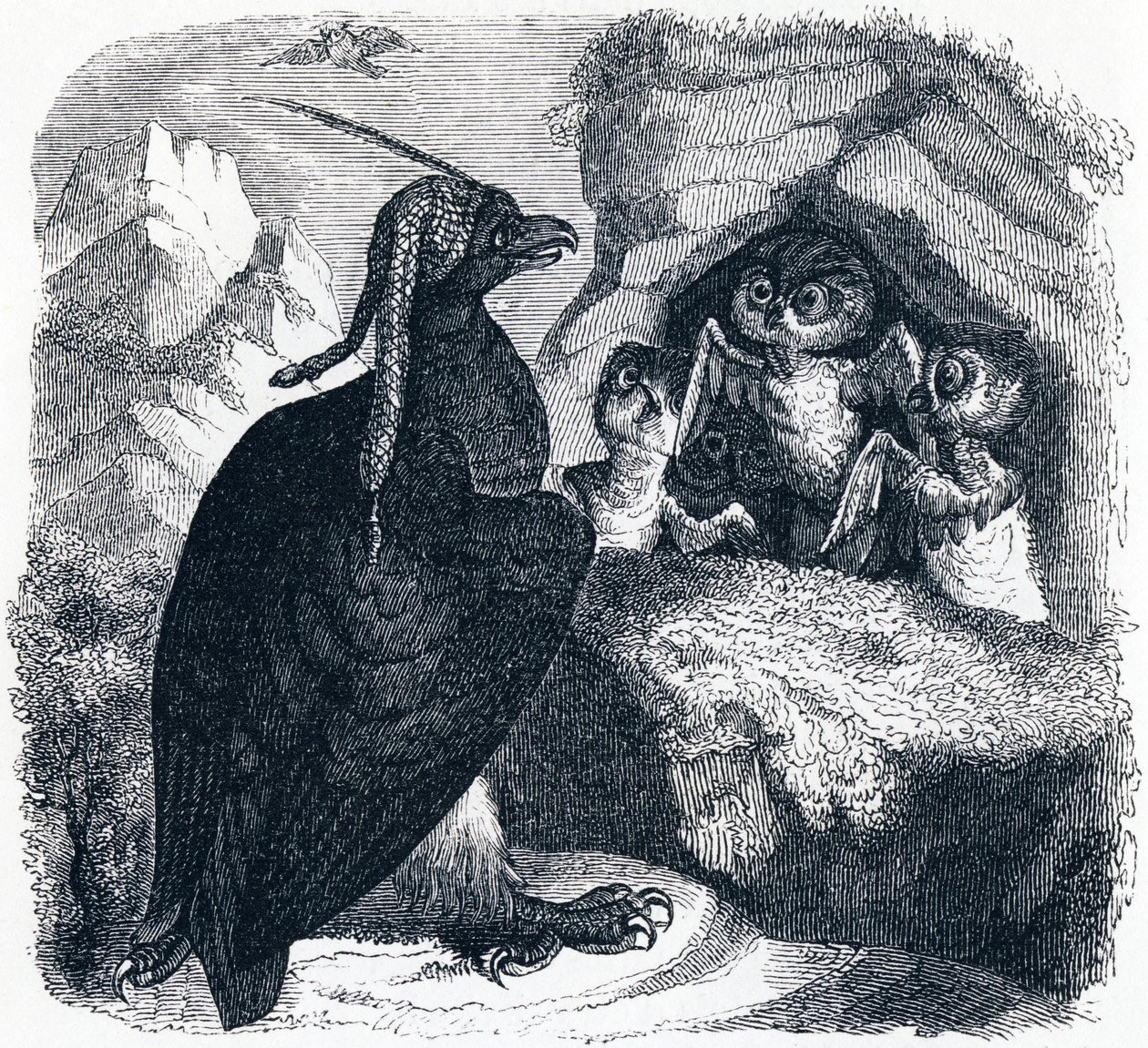De Adelaar en de Uil, illustratie uit 