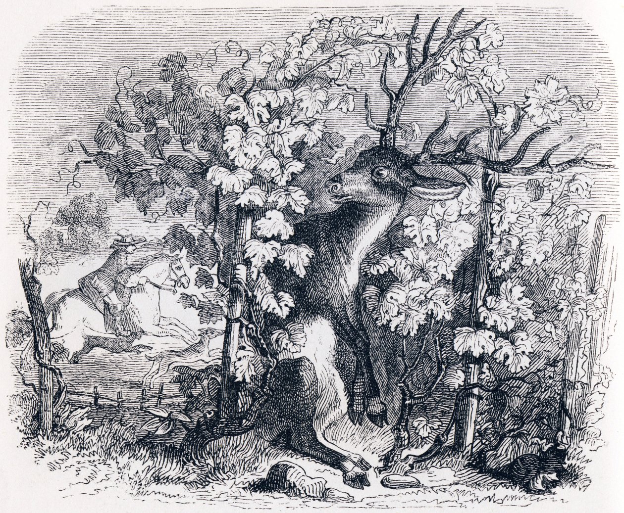 Het hert en de wijnstok - Fabels van La Fontaine door Grandville