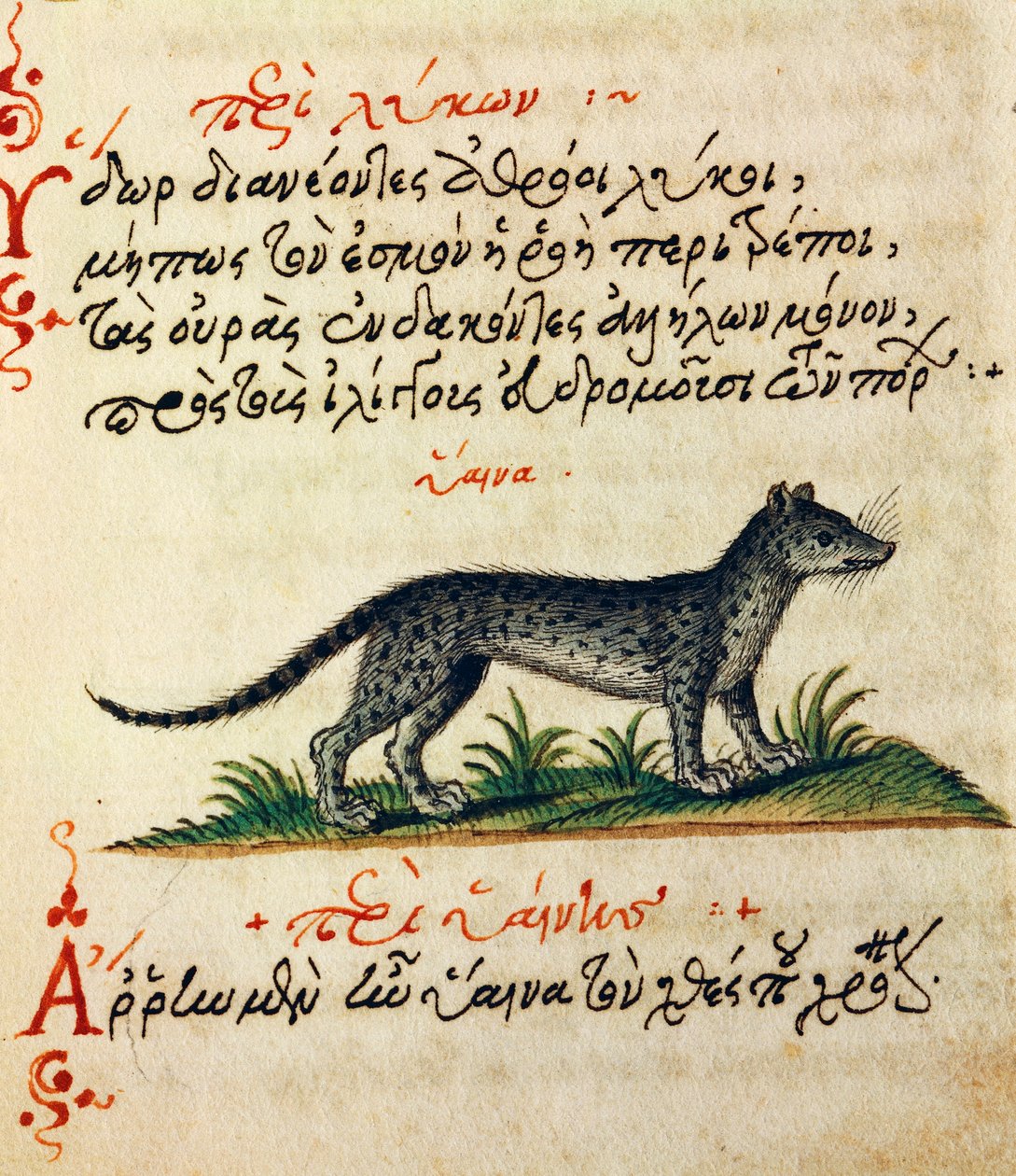 Verhandeling over Hyena, test en miniatuur uit De animalium natura et proprietate libellus, door Aelianus door Greek School