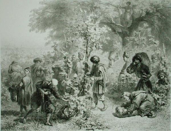 Druivenoogst in Kakheti, Georgië, plaat 30 uit een boek over de Kaukasus, gegraveerd door Eugene Le Roux, uitgegeven door Alfred Leon Lemercier, Parijs door Grigori Grigorevich (after) Gagarin