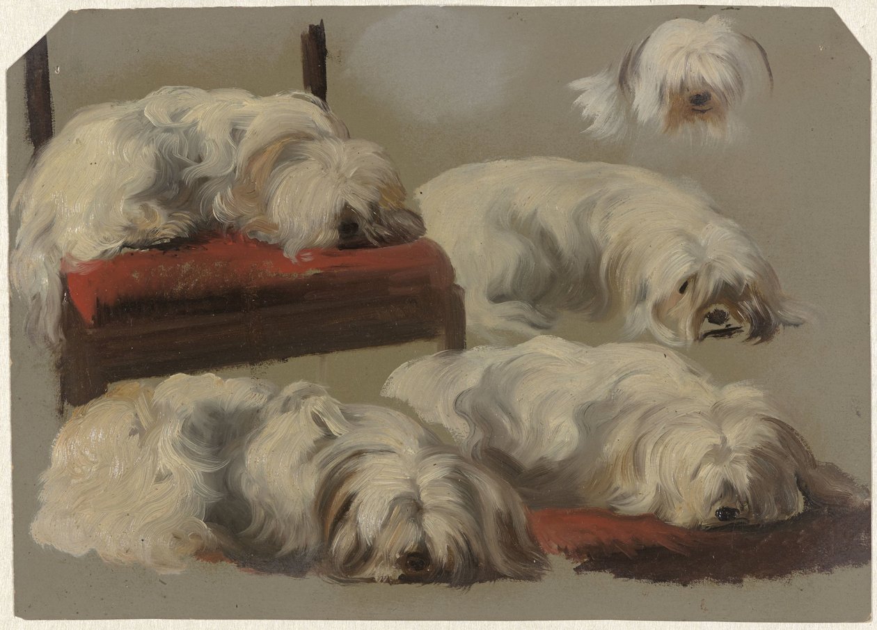 Studies van een wit schoothondje door Guillaume Anne van der Brugghen