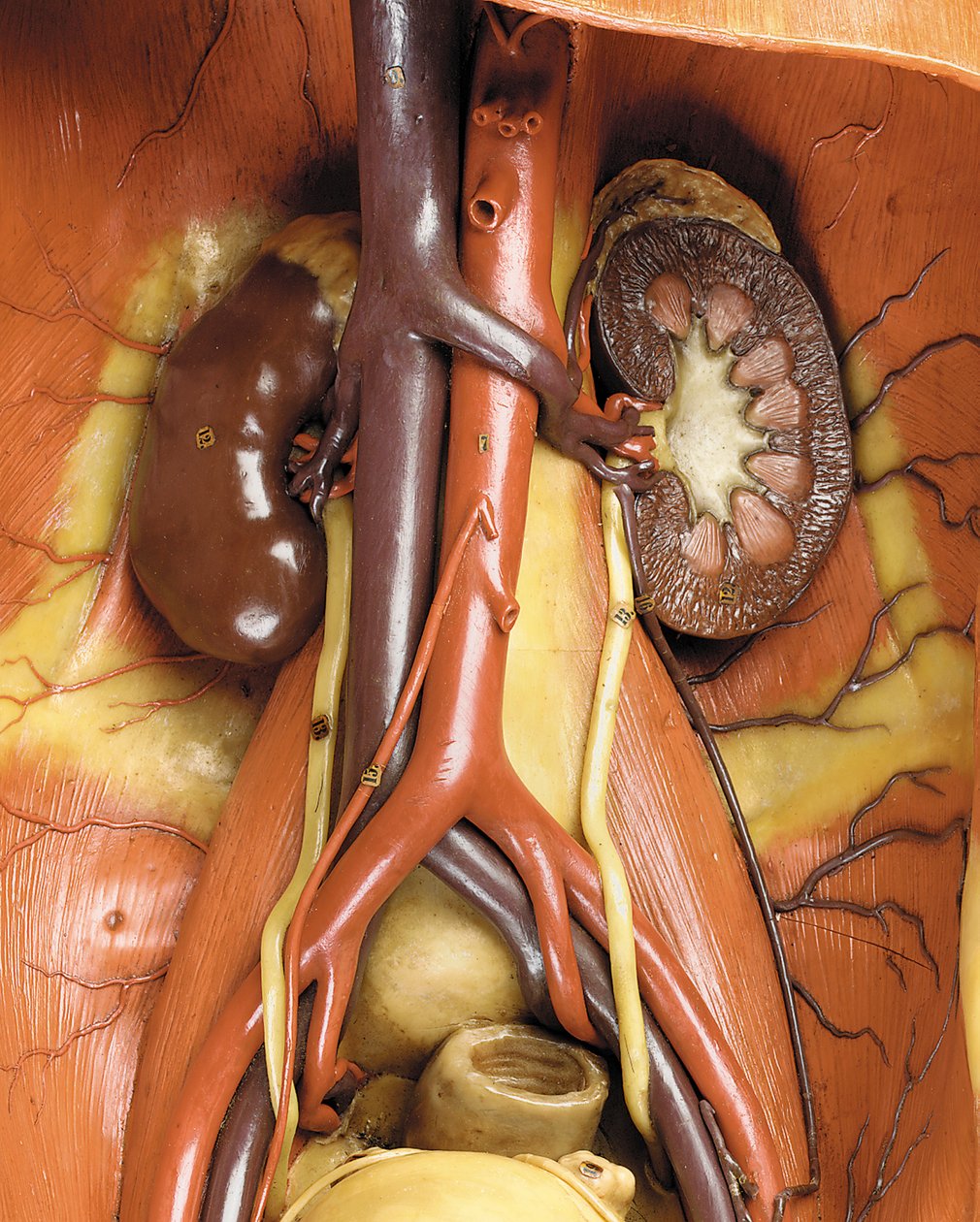 Detail van een mannelijk anatomisch ecorché model, met spieren, slagaders en aderen, de bloedsomloop en het zenuwstelsel door Gustav Zeiller