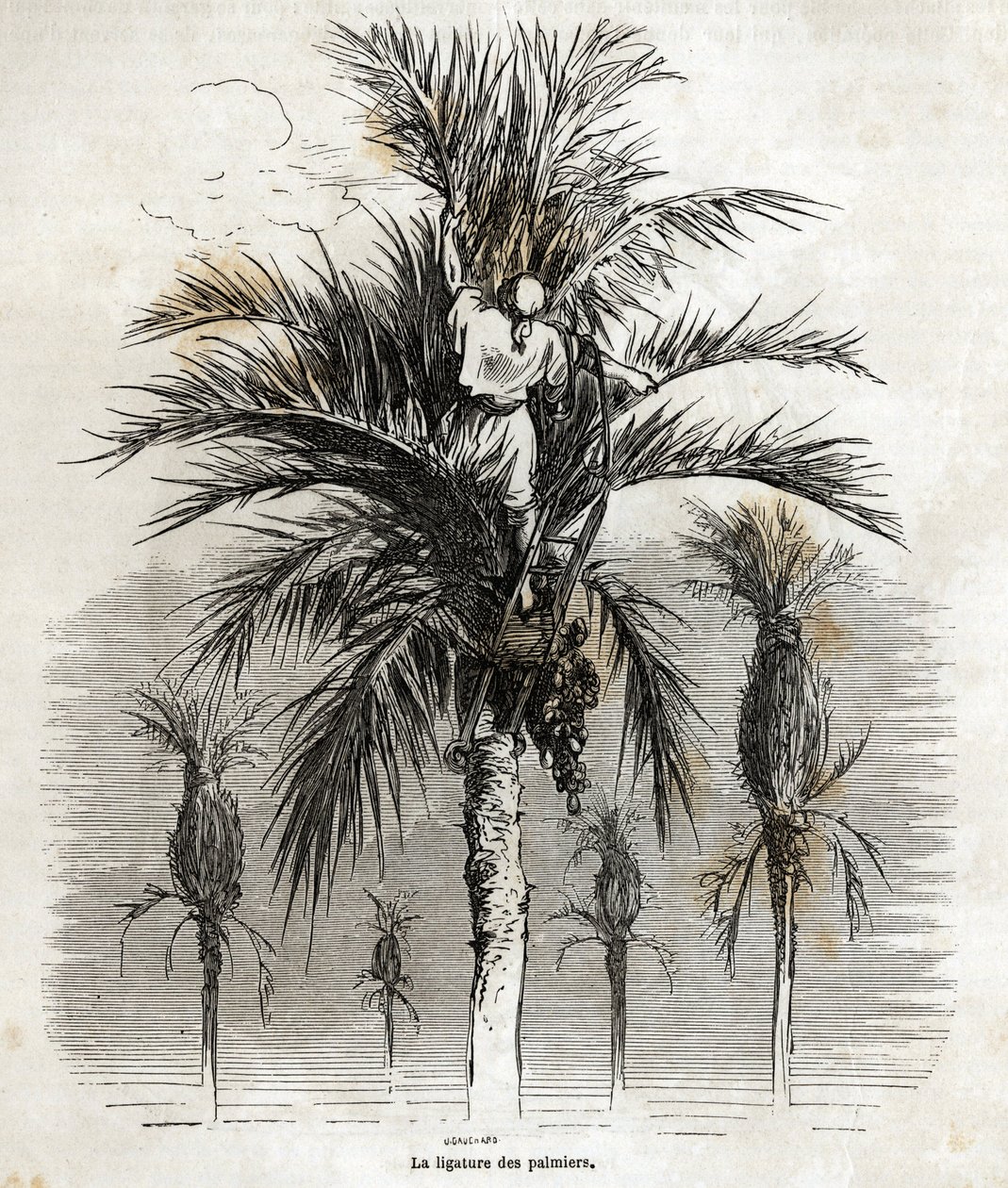 De binding van de palmbomen in Elche, met als doel de witheid te behouden, om ze te vlechten, tekening door Gustave Doré (1832-1883), om zijn reis naar Spanje in 1862 te illustreren, met Ch. Davillier. Gravure in 