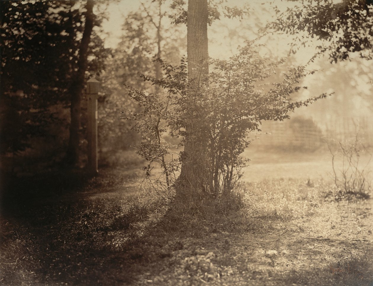 Boomstudie, Bos van Fontainebleau door Gustave Le Gray