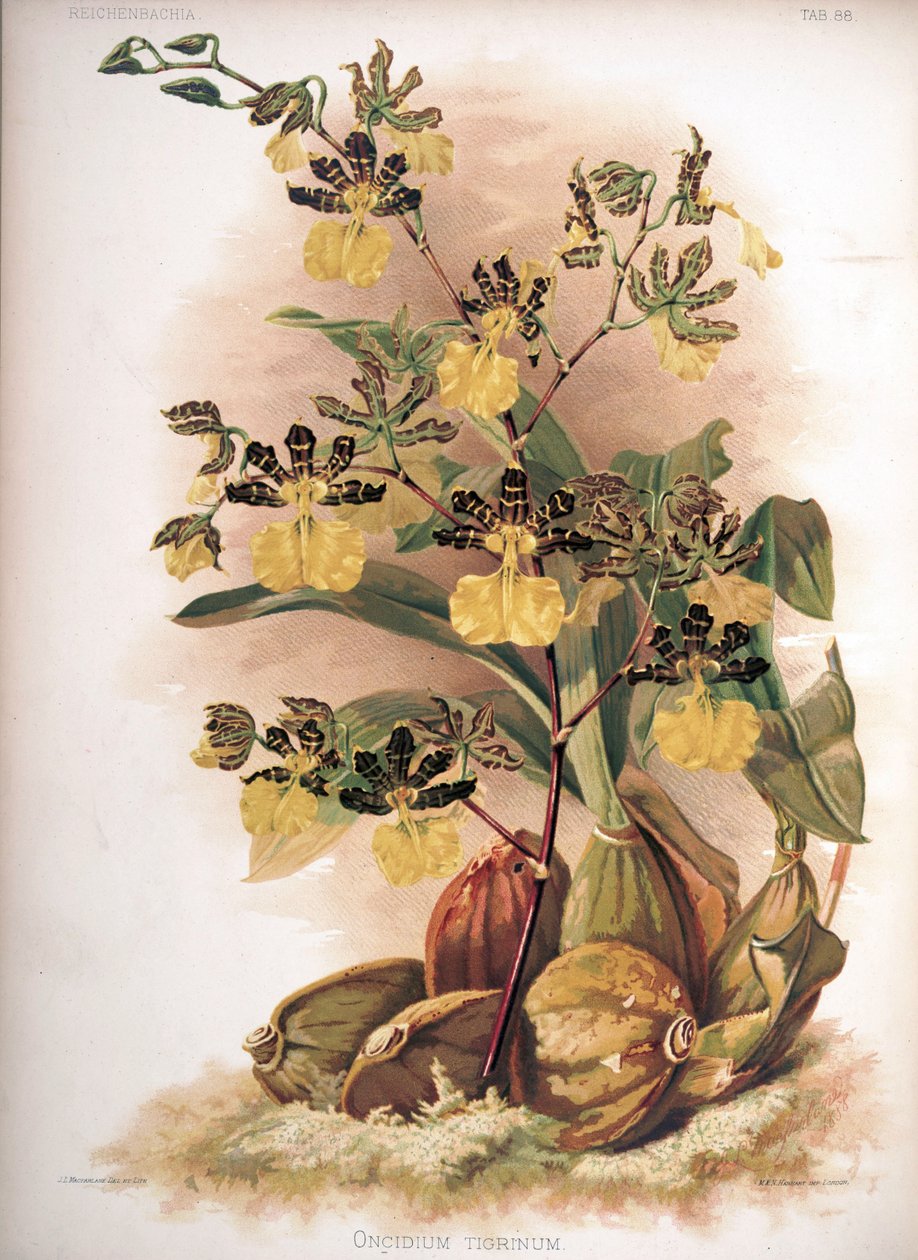 Oncidium tigrinum door H. Sotheran and Co.