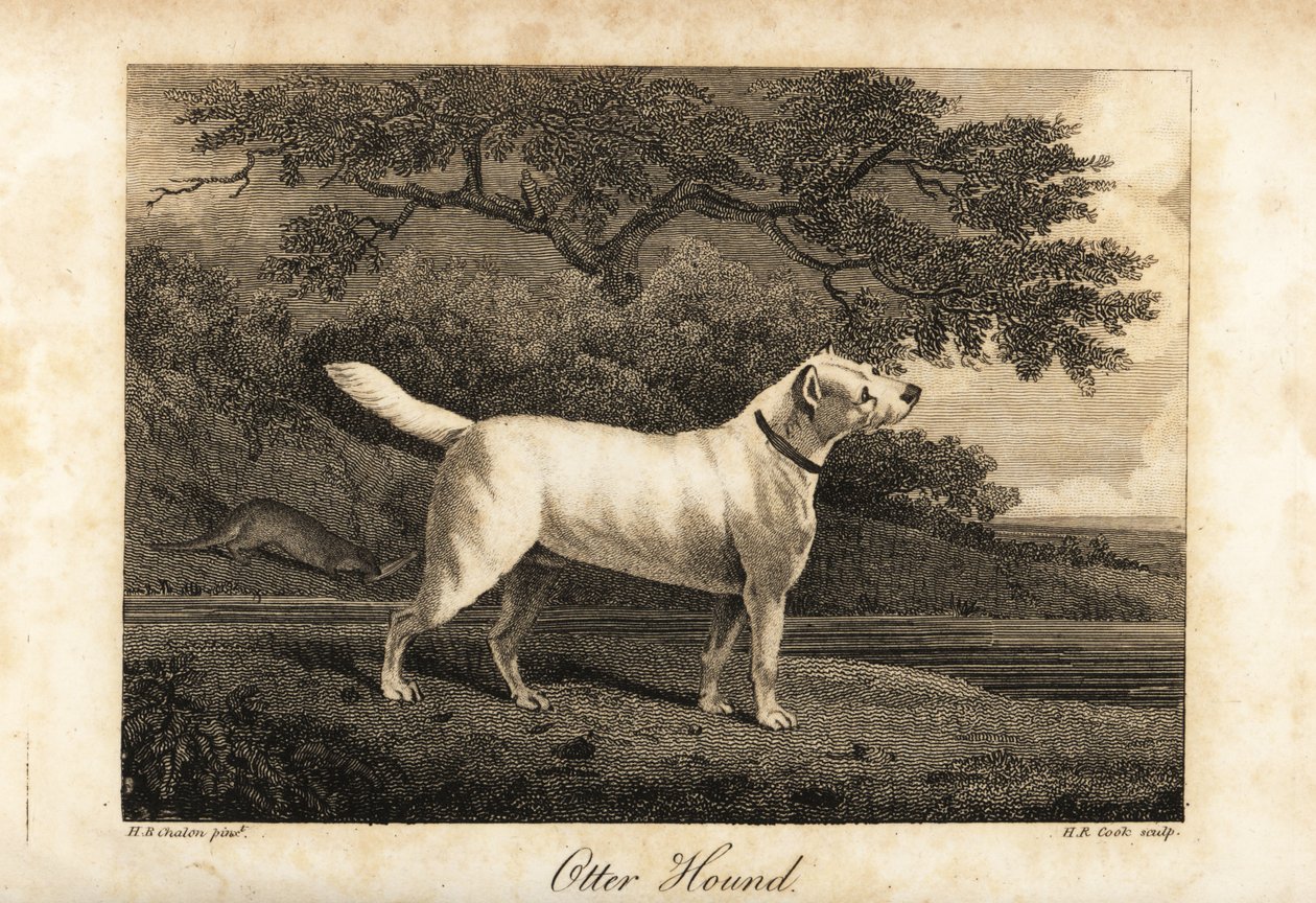 Portret van de laatste overgebleven Otterhond in Groot-Brittannië in 1812, eigendom van de Hon door H. R. Cook