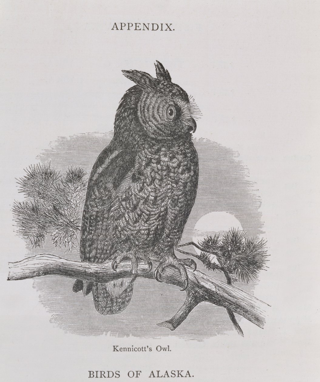 Kennicotts uil, uit Alaska and its Resources, door William H. Dall, gegraveerd door H. H. Nicholls door H. W., Elliot