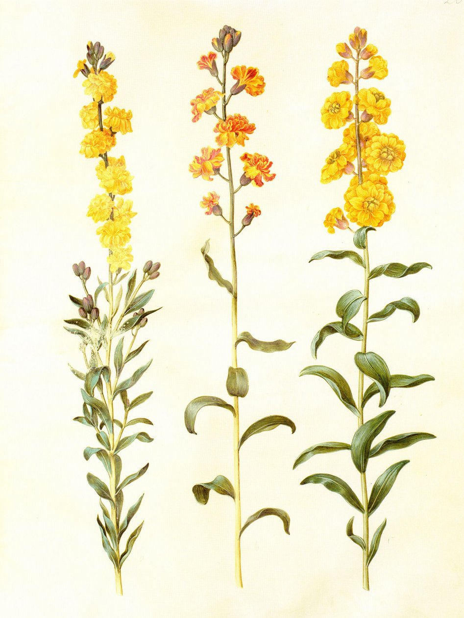 Cheiranthus cheirii, gouache op perkament, in: Gottorfer Codex door Hans Simon Holtzbecker