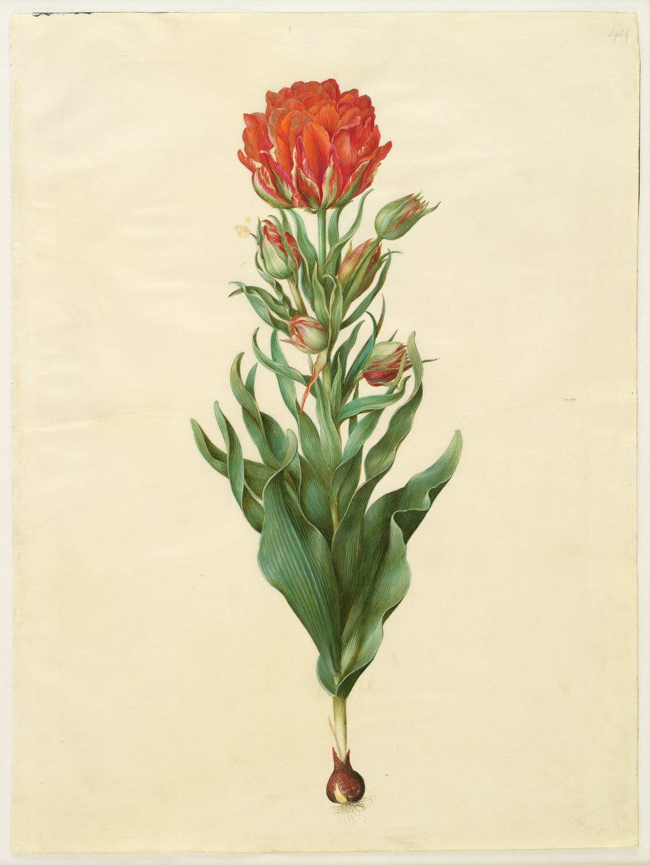 Tulipa gesneriana door Hans Simon Holtzbecker