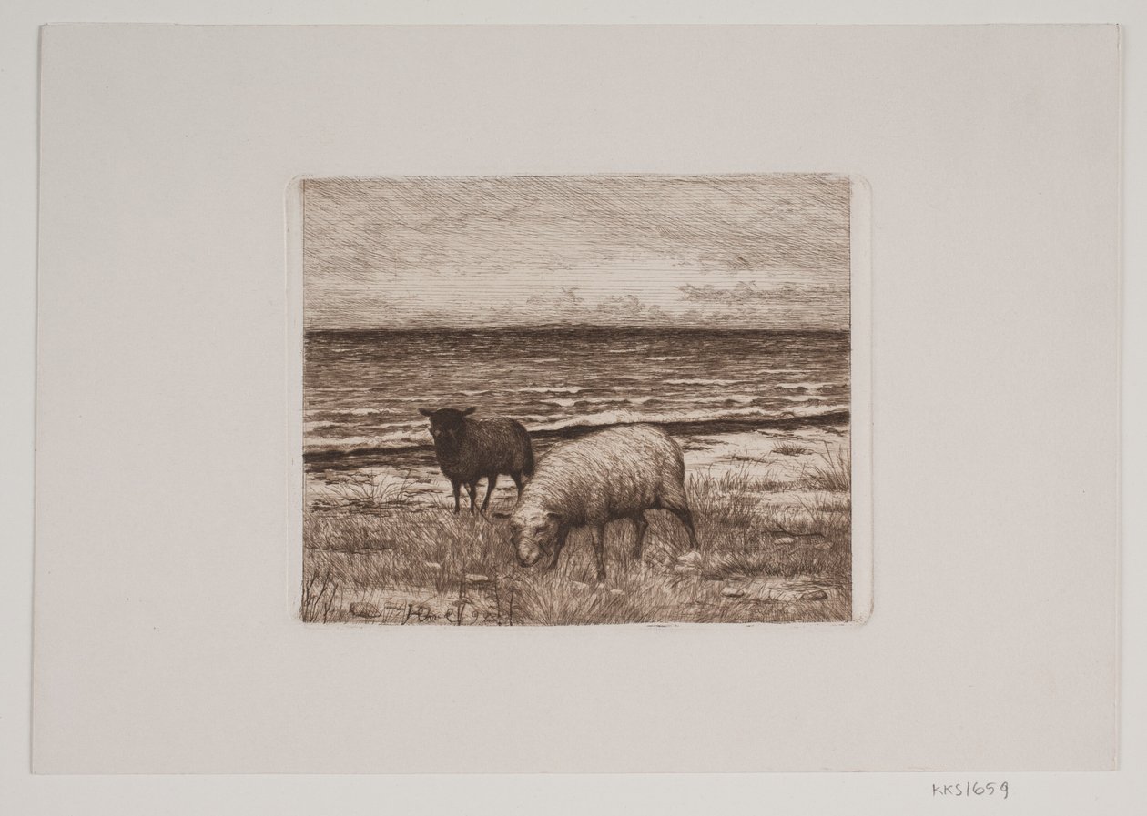 Schapen aan de oever door Hans Christian Gether Caspersen