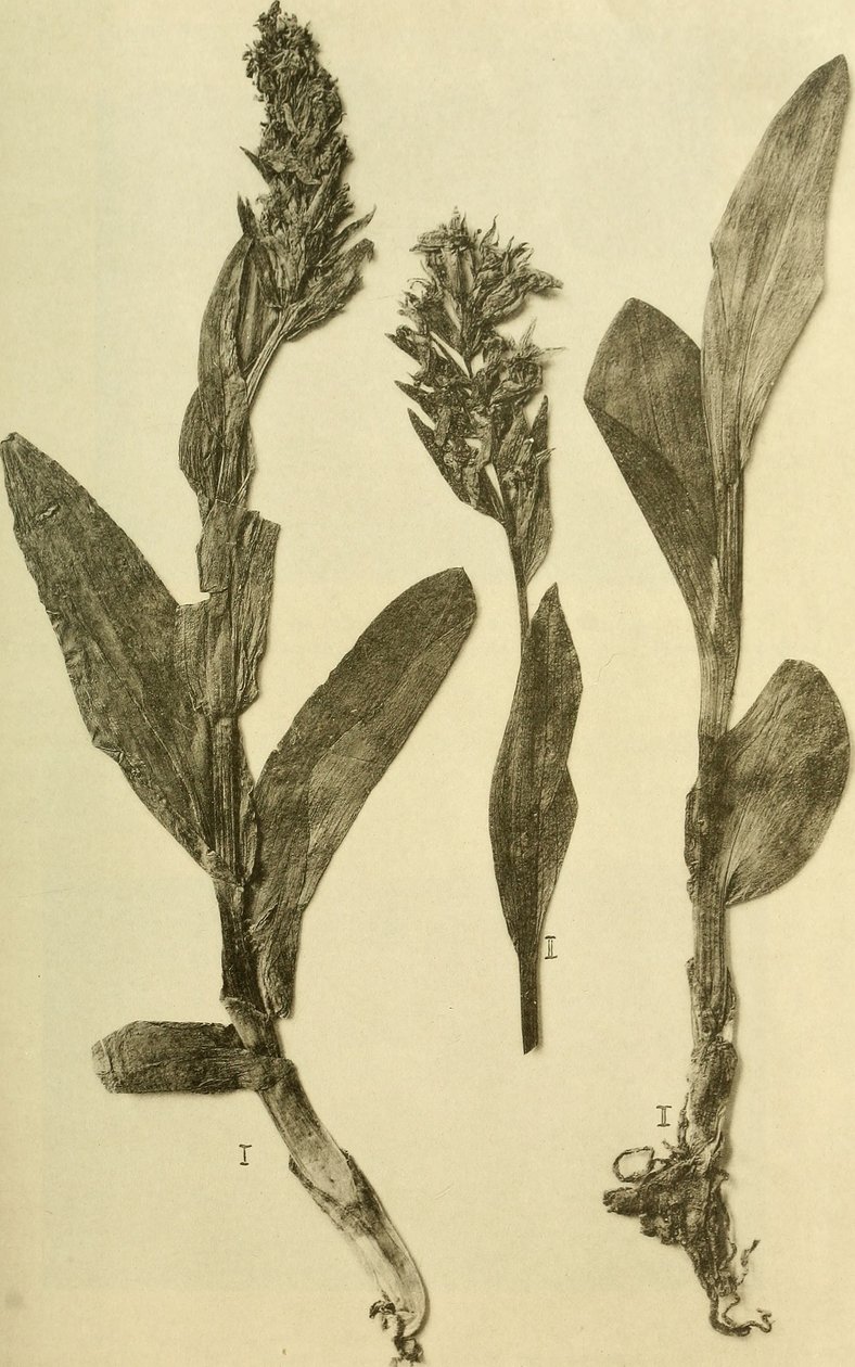 Annalen van het K.K. Museum van het Natuurhistorisch Hof (1914) (18196503932) door Hans Fleischmann