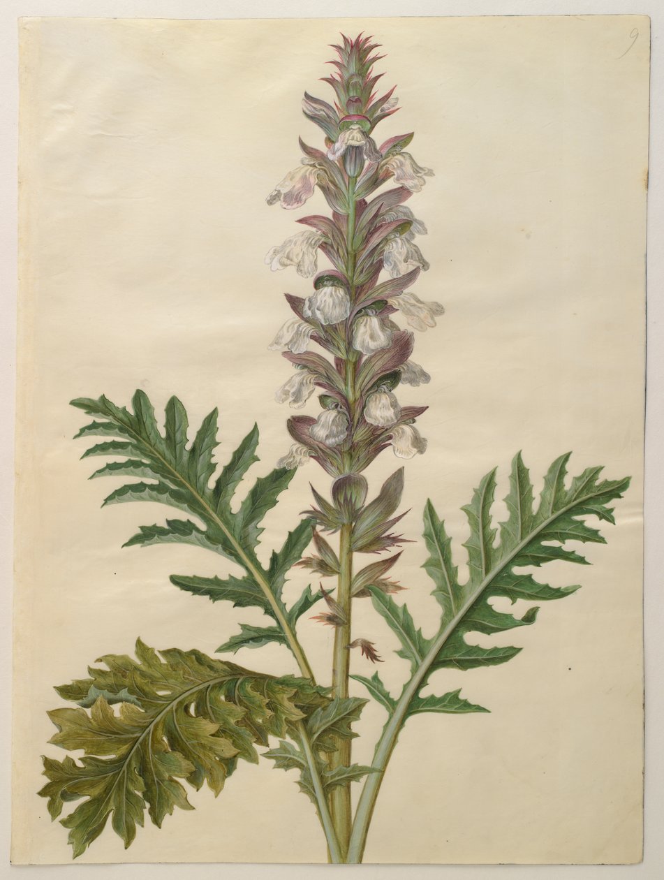 Acanthus mollis uit het album Gottorfer Codex, c.1650 door Hans Simon Holtzbecher