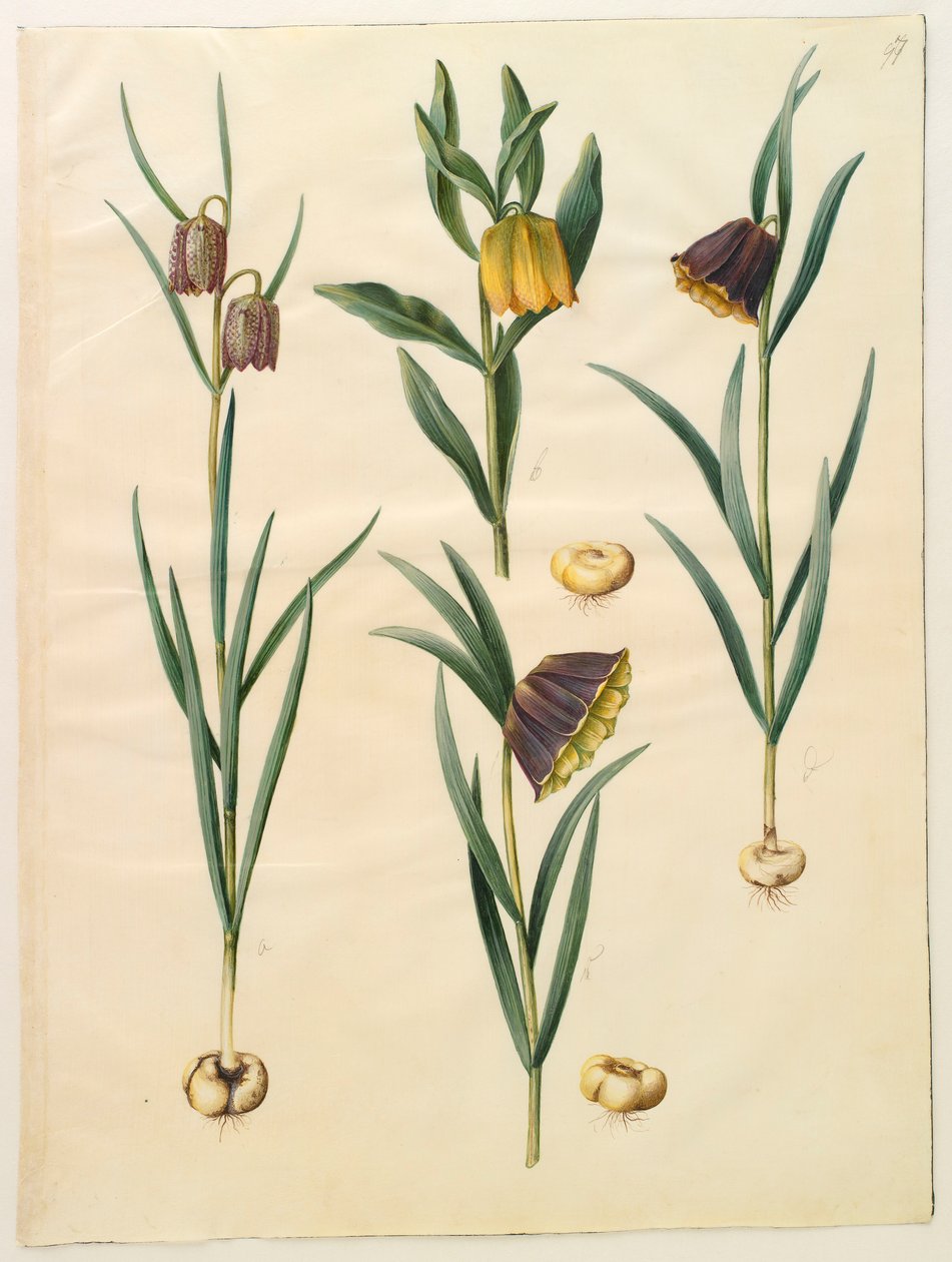 Fritilleria meleagris uit het album Gottorfer Codex, c.1650 door Hans Simon Holtzbecher