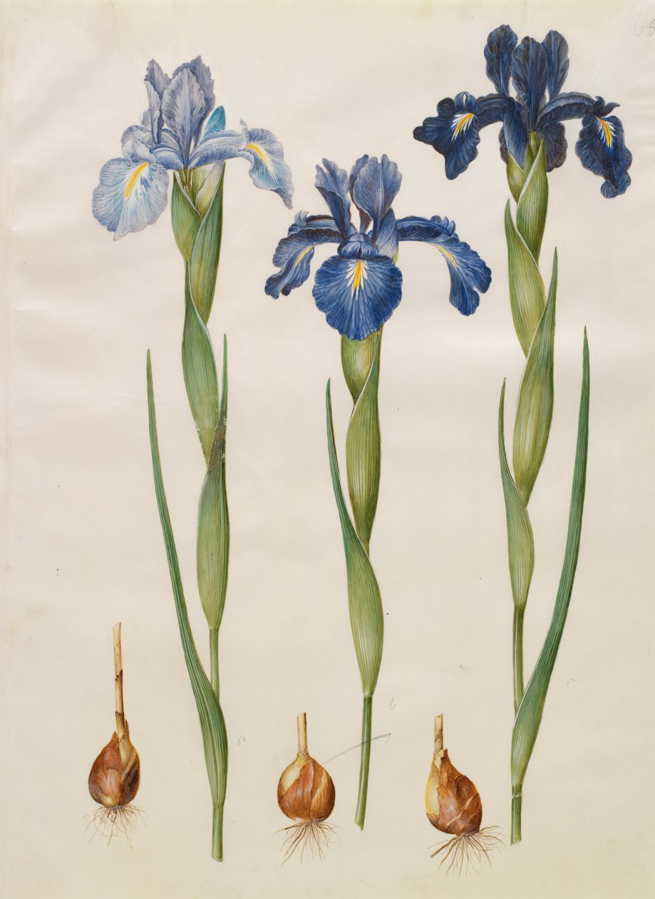 Iris xiphiodes uit het album Gottorfer Codex, c.1650 door Hans Simon Holtzbecher
