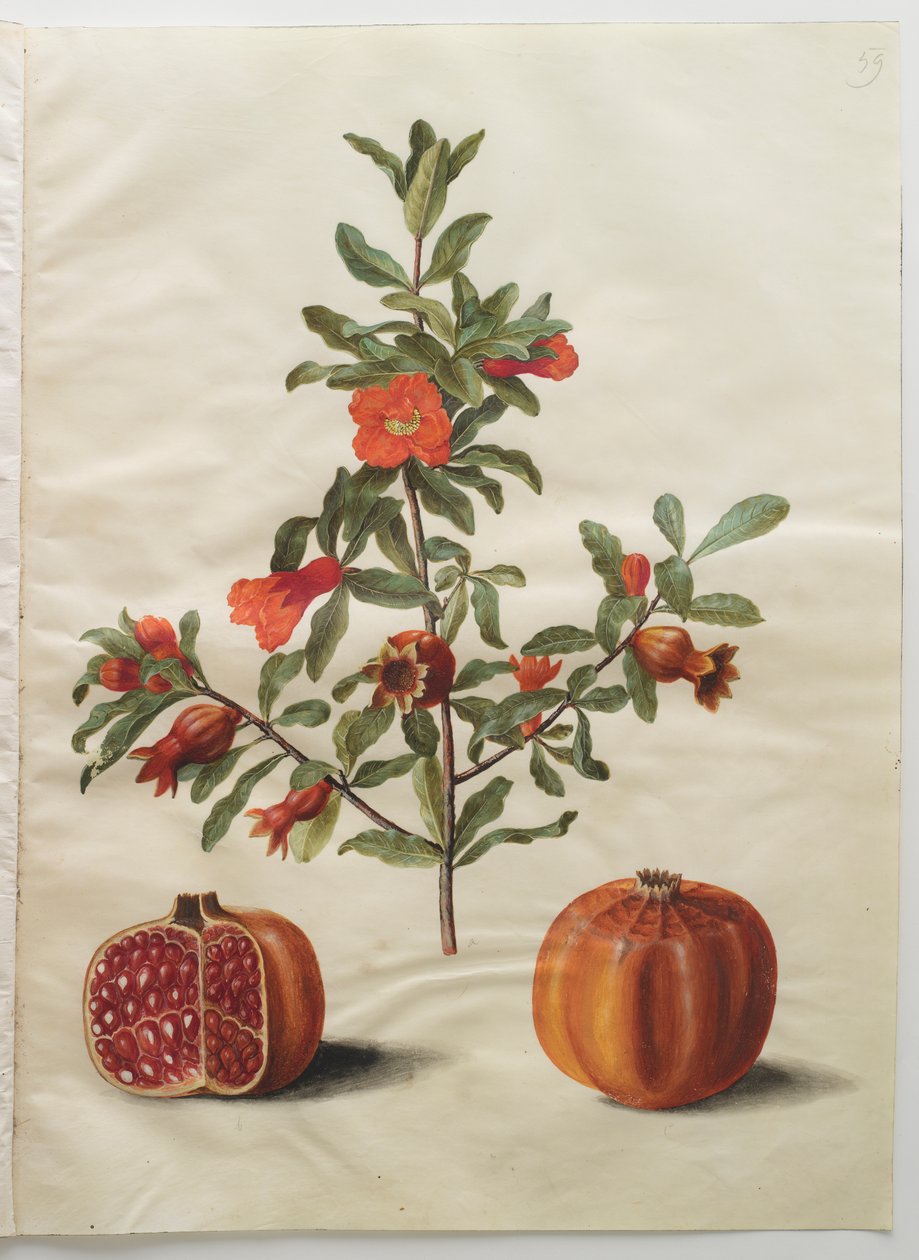 Punica granatum uit het album Gottorfer Codex, ca. 1650 door Hans Simon Holtzbecher
