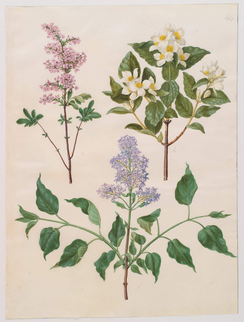 Syringa persica, philadelphus coronarius en syringa vulgaris uit het album Gottorfer Codex, ca. 1650 door Hans Simon Holtzbecher