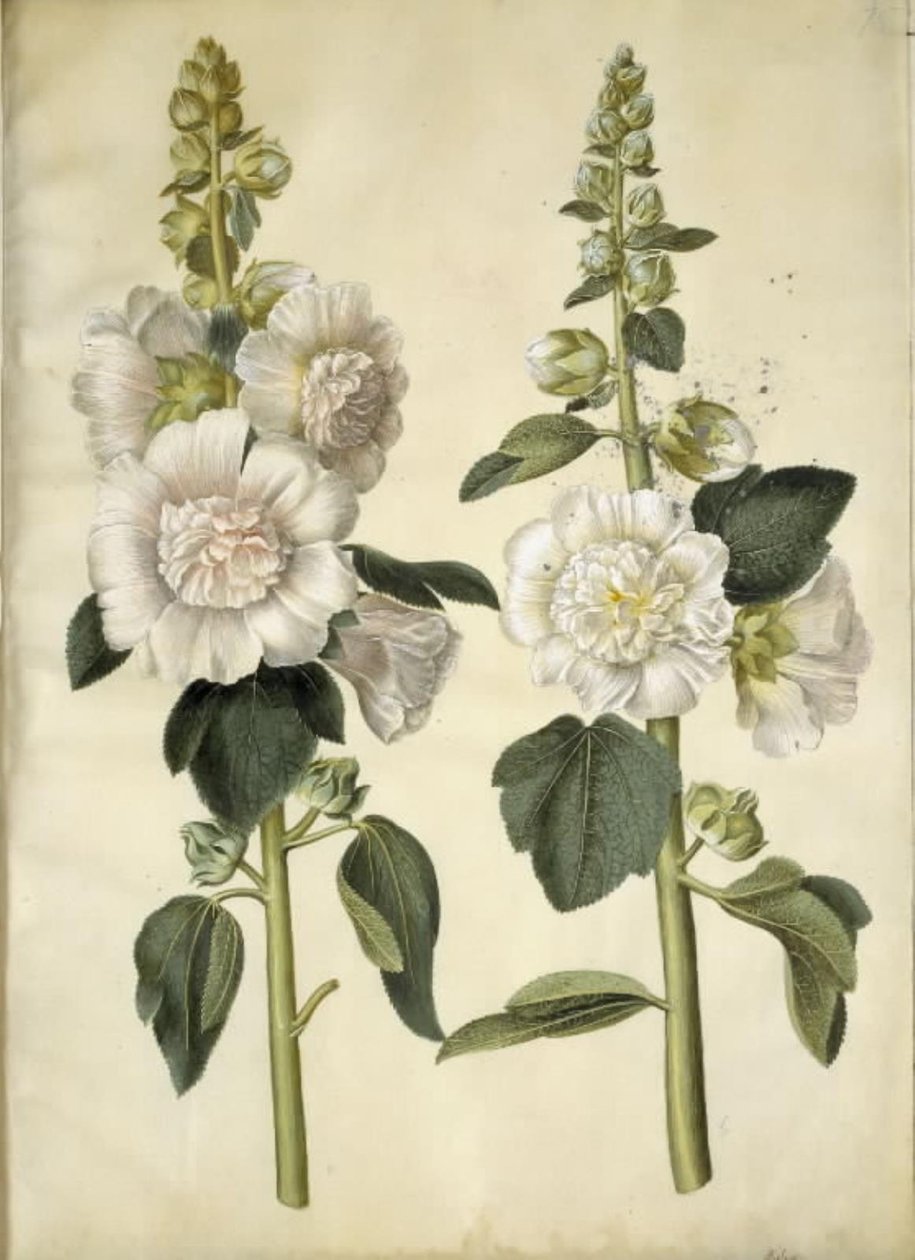 Alcea rosea (tuin-stokroos) door Hans Simon Holtzbecker