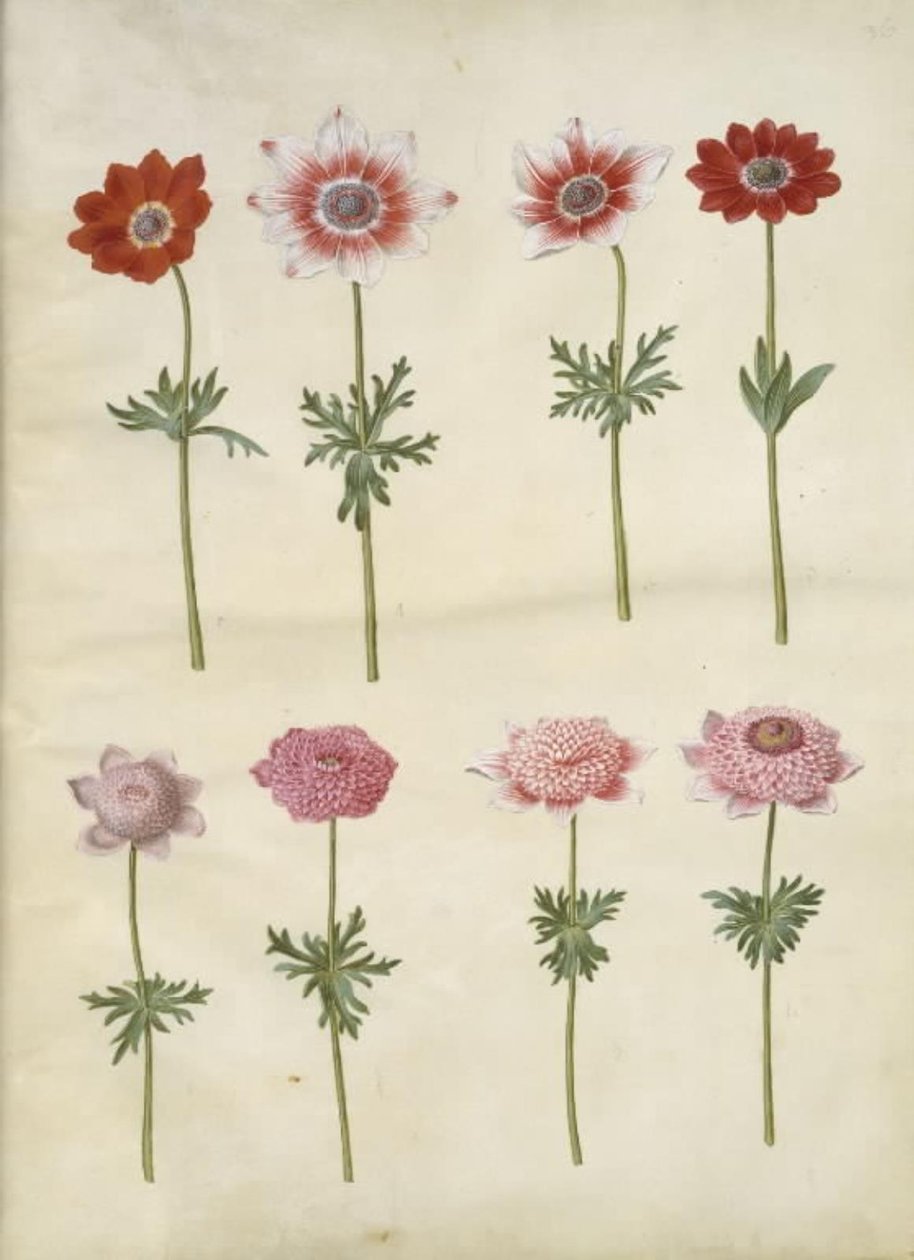 Anemone coronaria L. (Franse anemoon); Anemone pavonina (pauw-anemoon) door Hans Simon Holtzbecker