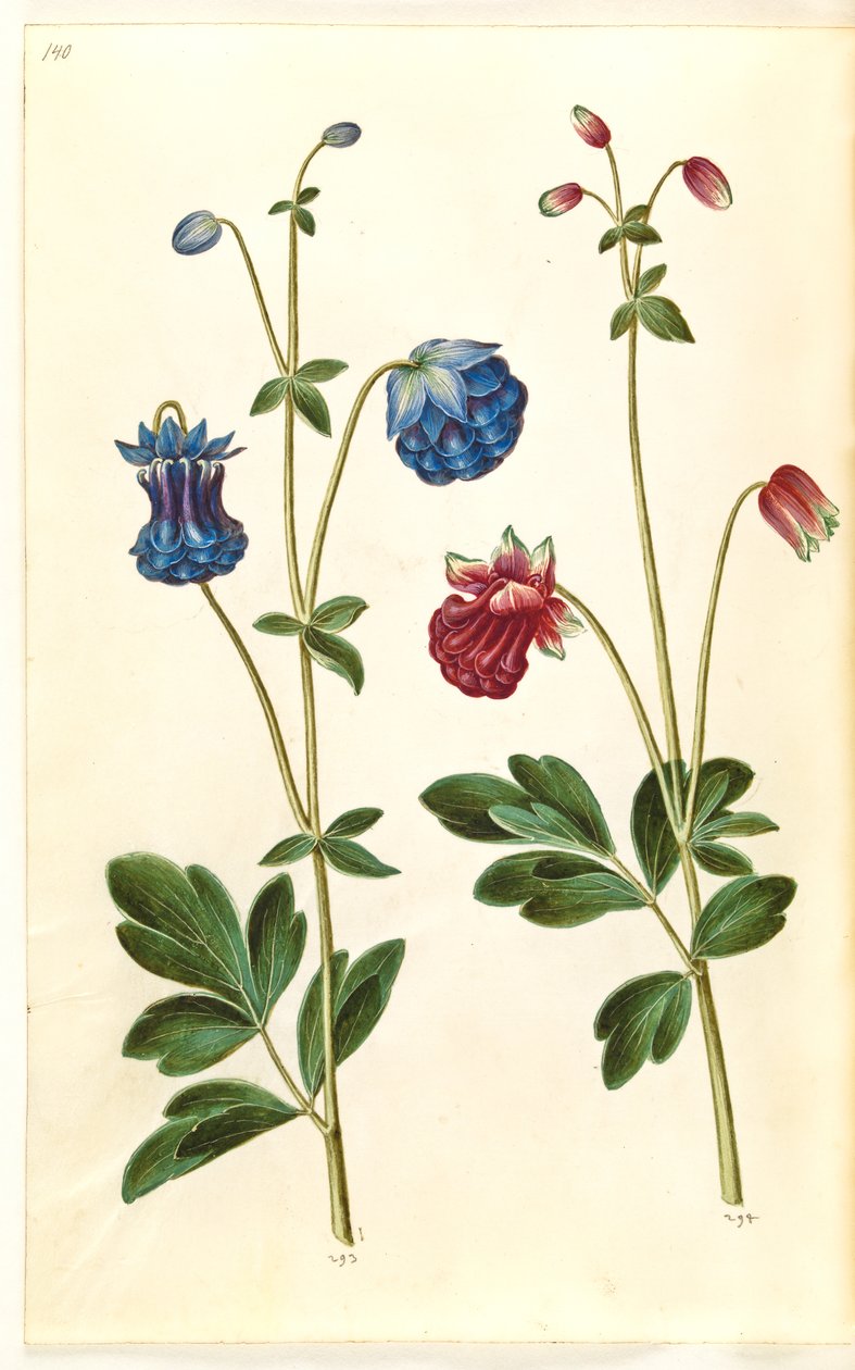 Aquilegia vulgaris (gewone akelei) door Hans Simon Holtzbecker