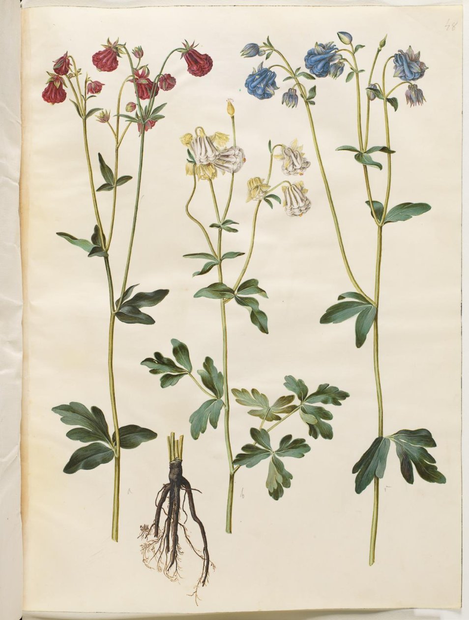 Aquilegia vulgaris (gewone akelei) door Hans Simon Holtzbecker