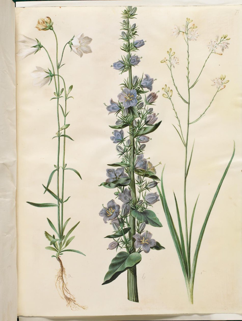 Campanula persicifolia (smalbladige klokje); Campanula pyramidalis (piramide-klokje); Anthericum ramosum (vertakte edderkopurt) door Hans Simon Holtzbecker