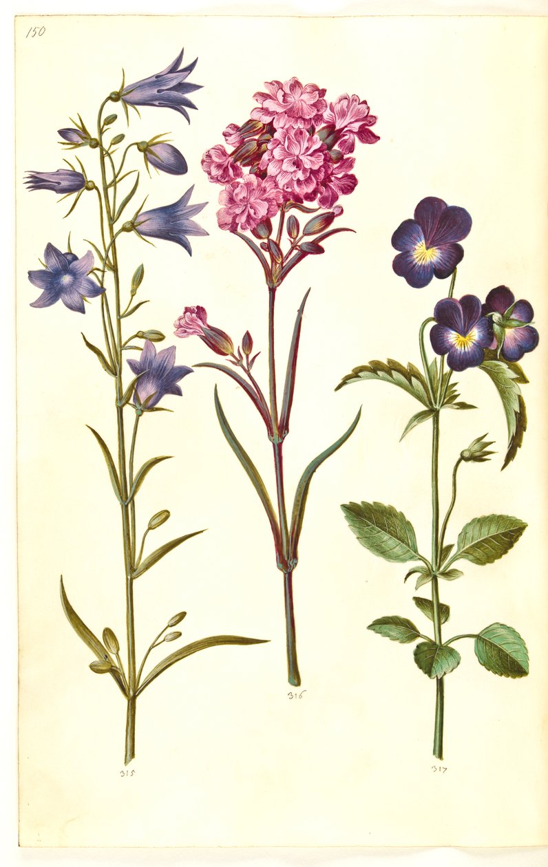 Campanula rotundifolia (kleine klokjesbloem); Silene viscaria (gewone pekbloem); Viola tricolor (driekleurig viooltje) door Hans Simon Holtzbecker