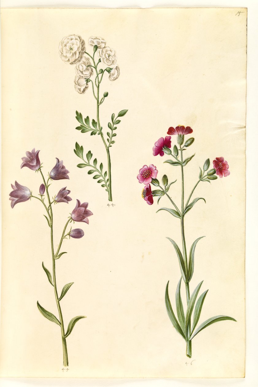 Cardamine pratensis (pinksterbloem); Campanula rotundifolia (?) (grasklokje); Silene vulgaris (?) (blaassilene) door Hans Simon Holtzbecker