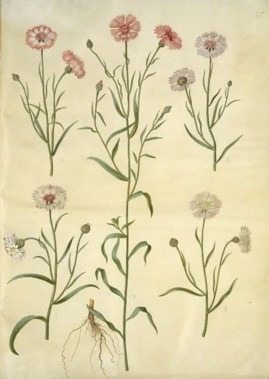 Centaurea cyanus (korenbloem) door Hans Simon Holtzbecker