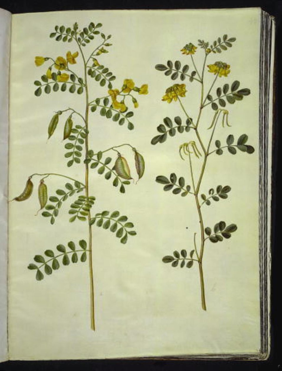Colutea arborescens (gewone blazenstruik); Hippocrepis emerus (struikpaardenhoef) door Hans Simon Holtzbecker