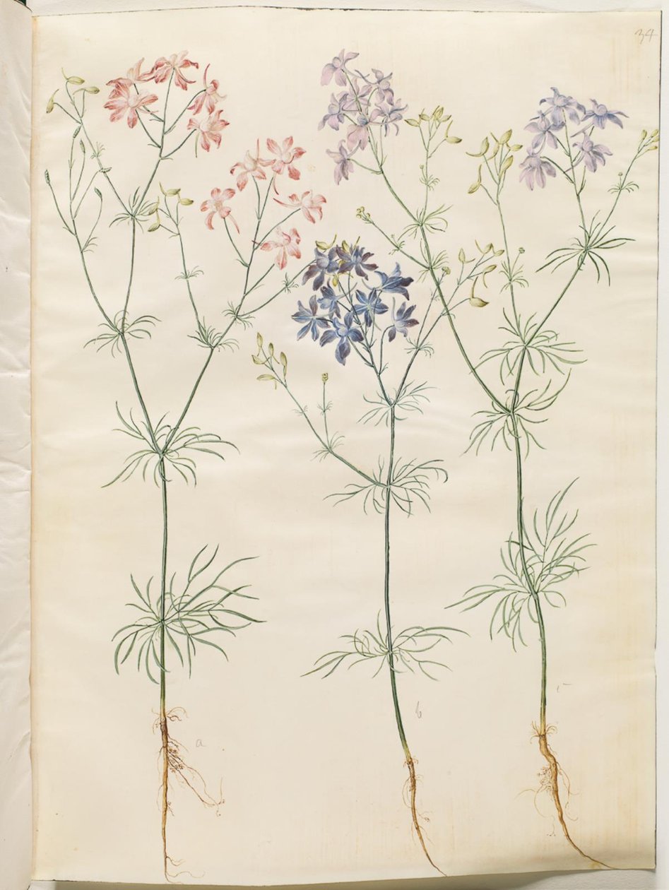 Consolida regalis (koren-ridderspoor) door Hans Simon Holtzbecker