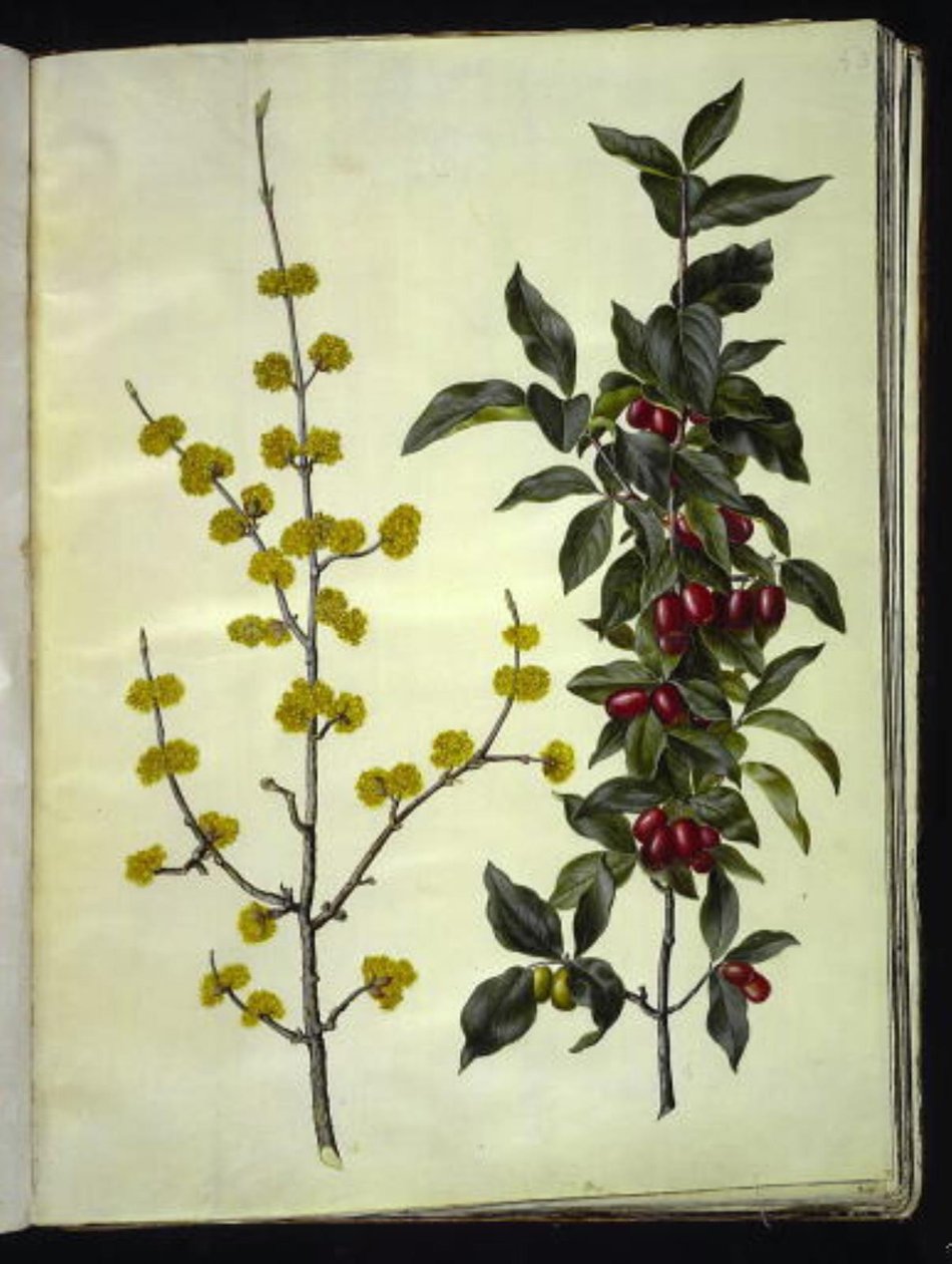 Cornus mas (gele kornoelje) door Hans Simon Holtzbecker