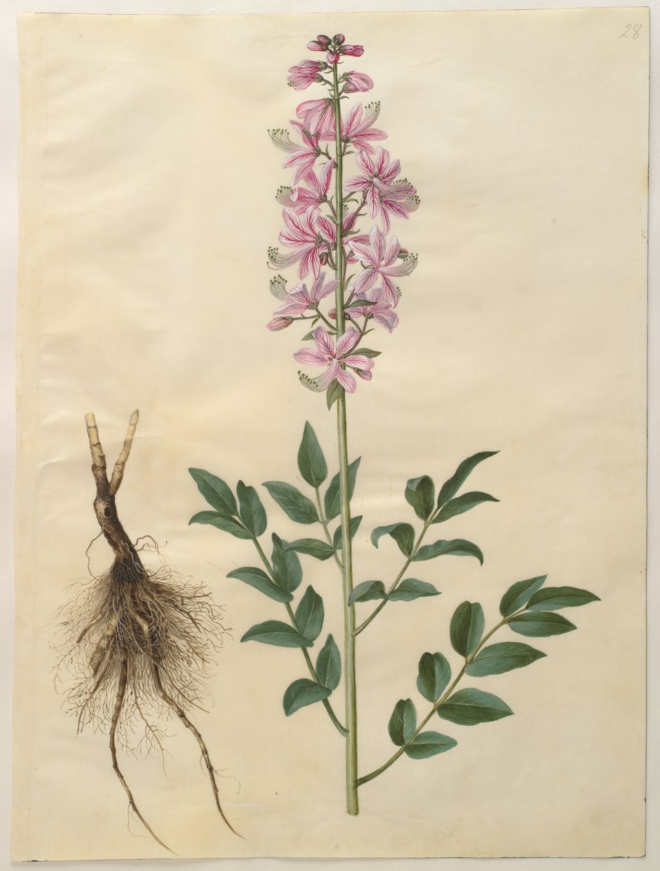 Deens: Dictamnus albus (witte dicteem) Dictamnus albus door Hans Simon Holtzbecker